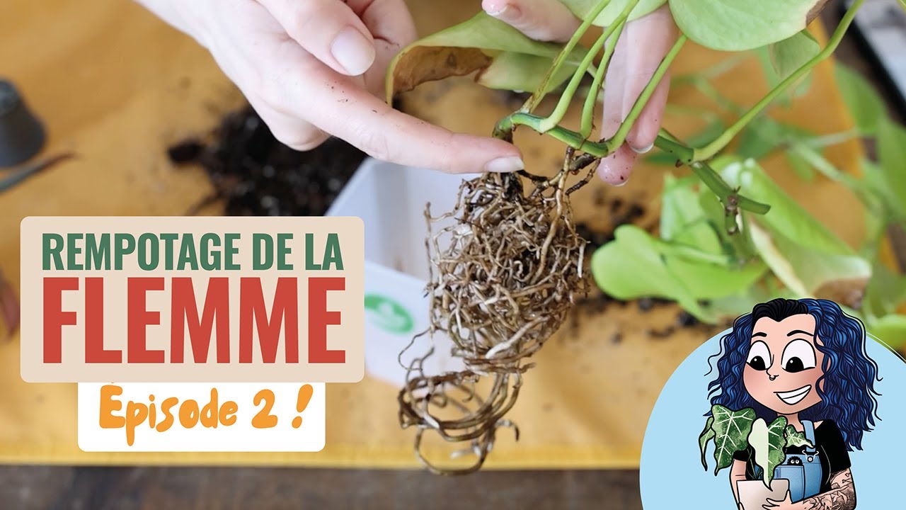😴 Les Rempotages de la Flemme - épisode 2 ! 👩‍🌾
