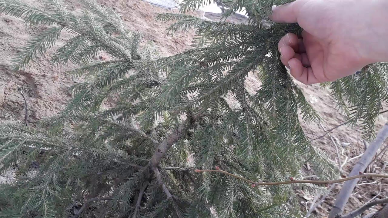 Саженцы елей весной, после стаивание снега. - YouTube