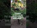 Meu #goias Meu #brasil minha #terra