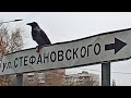 Ворона и сосиска...на Чкаловской