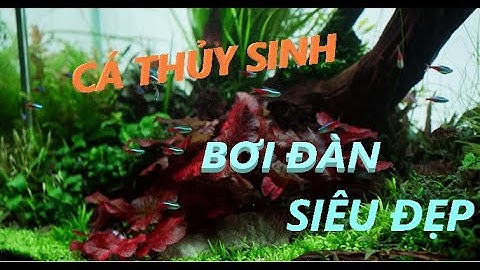 5 loài cá bơi đàn phù hợp nhất cho bể thủy sinh | Mang cá về chơi TẾT