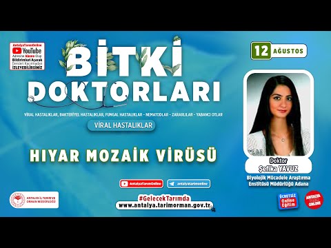 Video: Mozaik Virüsü Nedir - Pancardaki Mozaik Virüsü Belirtilerini Öğrenin