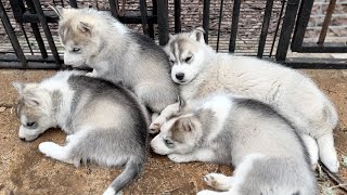 Visiting Cute Husky Puppies | My Dogs Avoid Meeting With Puppies!