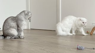 Extrovert Kitten and Introvert Cat by Leo Lunar Lumi 426 views 3 months ago 7 minutes, 1 second