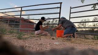 Preparing Our Property in Arizona