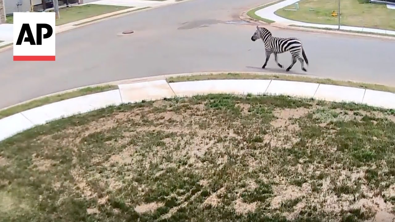 Why Did the Zebra Cross the Road? Escaped Pet Runs Wild in TN