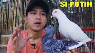 BURUNG MERPATI PUTIHKU #MERPATIKU