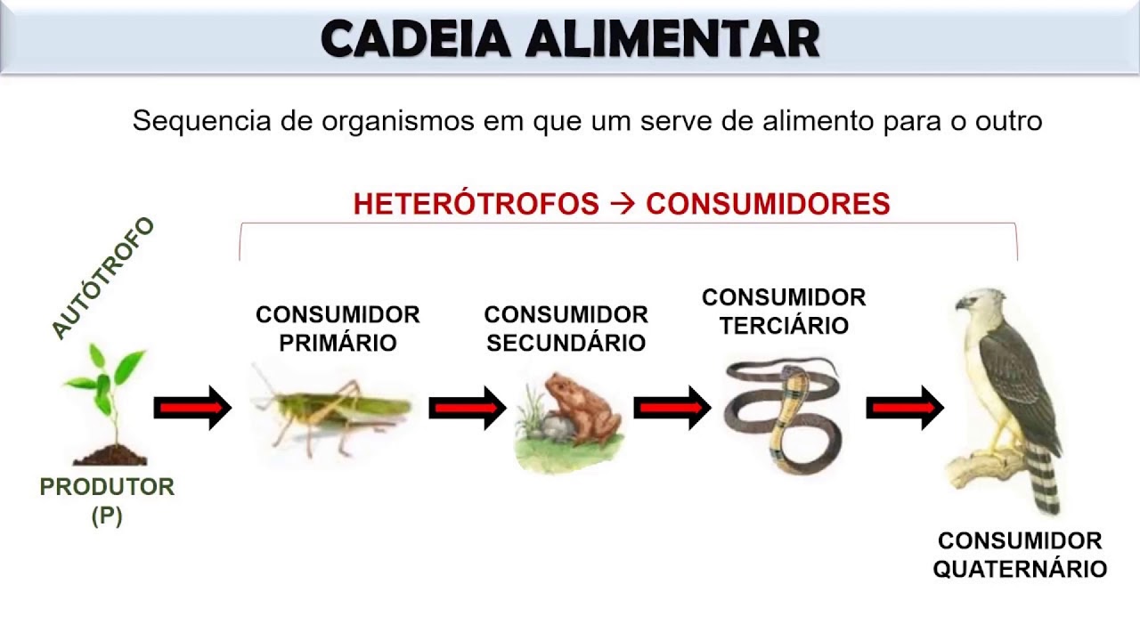 Na Cadeia Alimentar Ele Se Localiza No Primeiro Nível Trófico