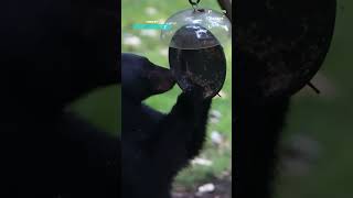 Hungry Backyard Bear