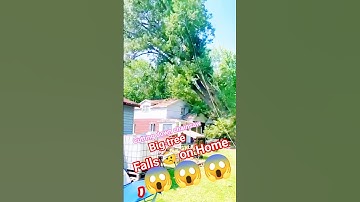Big tree fall on Home 🏡😱😱😱 #tree #treecutting #wood #shortsfeed #fall #falling #shorts #forest