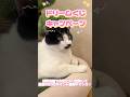 【ポイ活】ペット用品を買う前にコレやって！総額300万ポイント当たる大チャンス🐾 #cat #猫のいる暮らし #ペット #犬のいる暮らし #保護猫