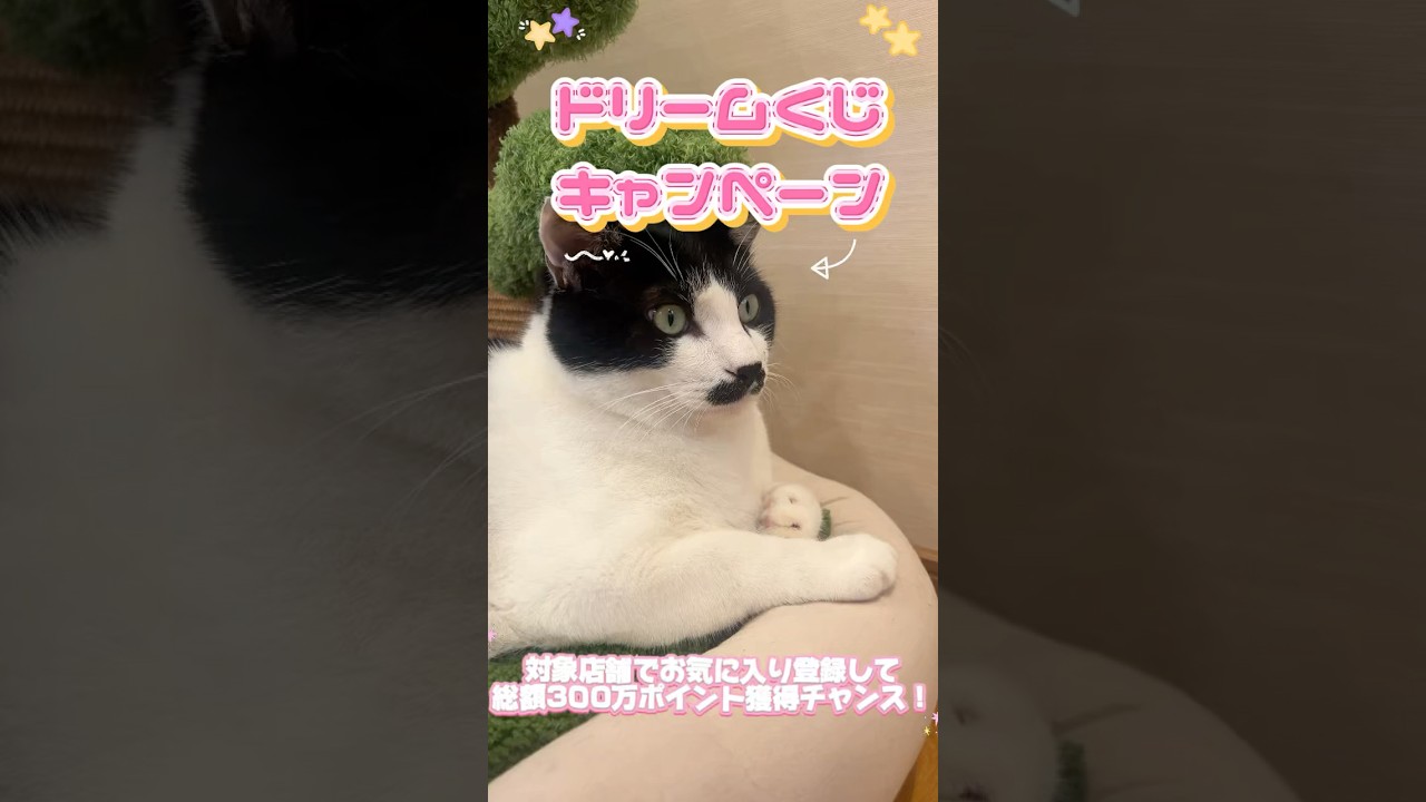 【ポイ活】ペット用品を買う前にコレやって！総額300万ポイント当たる大チャンス🐾 #cat #猫のいる暮らし #ペット #犬のいる暮らし #保護猫