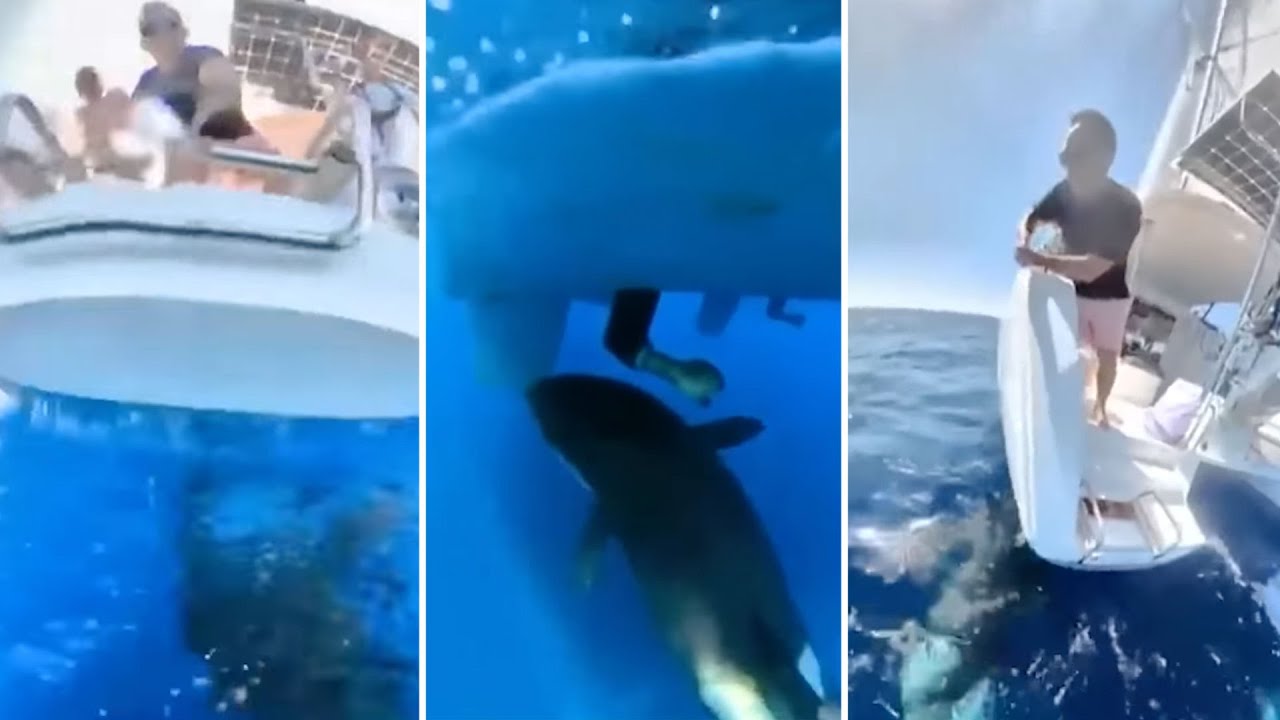 Orcas объединяются, чтобы потопить яхты