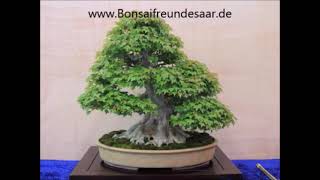 Bonsai Drahten das sollte man Wissen - YouTube