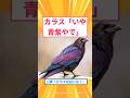 【2ch面白いスレ】上様「カラスは白いな？」カラス「いや青紫やで」#2ch#2ch面白いスレ#2ちゃんねる