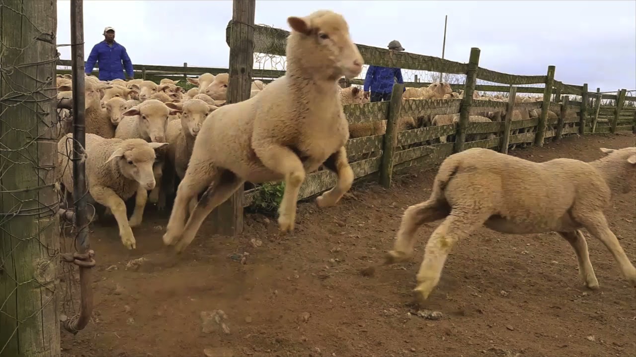 Shearing / Skeertyd 2021 Vetkragga Boerdery
