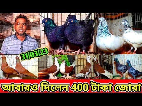 আজকে আবারও 400 টাকা জোরা রানিং কবুতর কিনুন | একদম সস্তা দামে কবুতর বিক্রি হবে