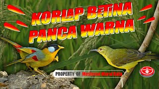 Tembakan Kasaran Kolibri Kelapa Betina Sambung Pancawarna Betina #masterankasar #masterankasaran