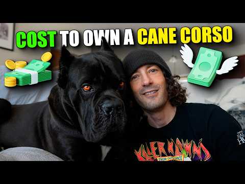 Cost To Own A Cane Corso In 2026