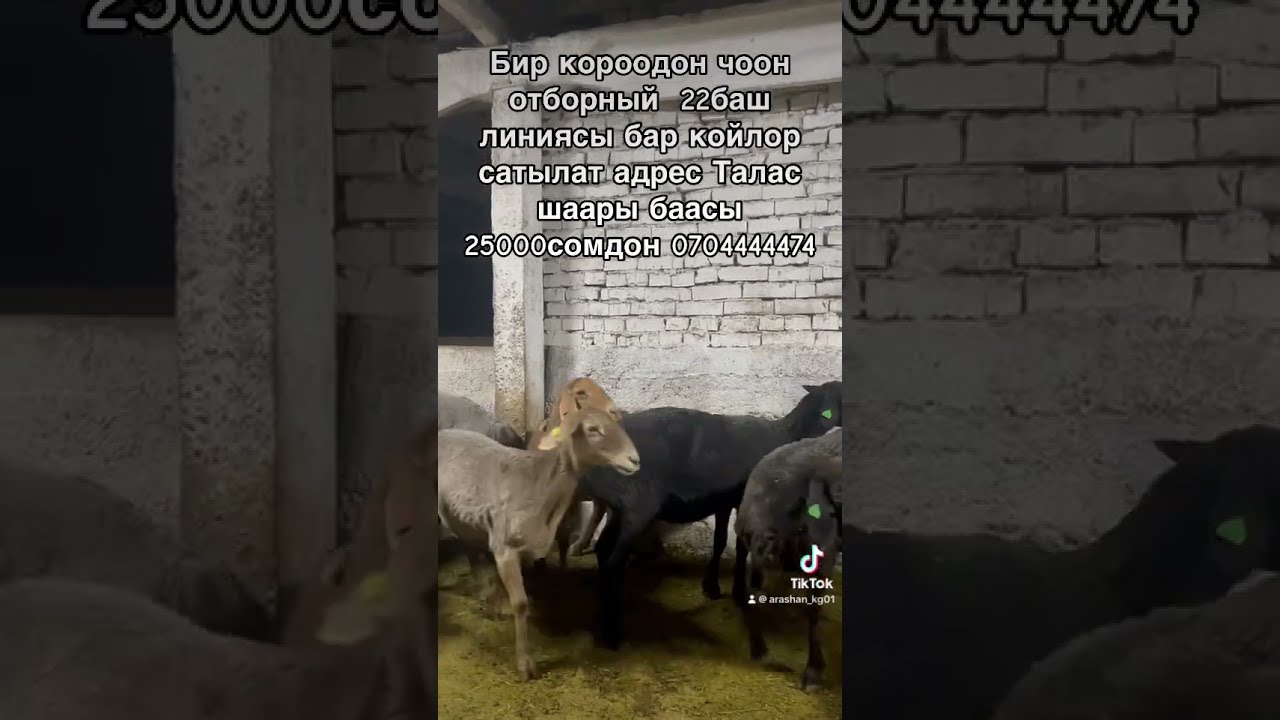 😱😱😱 Тазза гиссар козу кочкорлор сатылат ото кучтуу короодон чыккан 0771-00-93-00🇰🇬🇰🇬🇰🇬