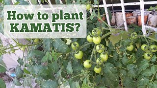 HOW TO GROW TOMATO IN YOUR BACKYARD?