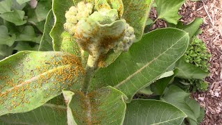 How To Kill Aphids On Milkweed Plants - Bad Oleander Aphid Infestation