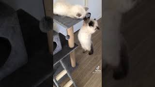 Nooo Poor Mufasa Lion King Challenge