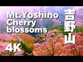 ［4K］NARA JAPAN吉野山の山桜と修験道 Cherry blossom of Mt.Yoshino (The World Heritage National Park)吉野観光 日本の桜