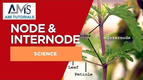 Node & Internode | Science lecture | Ami Tutorials
