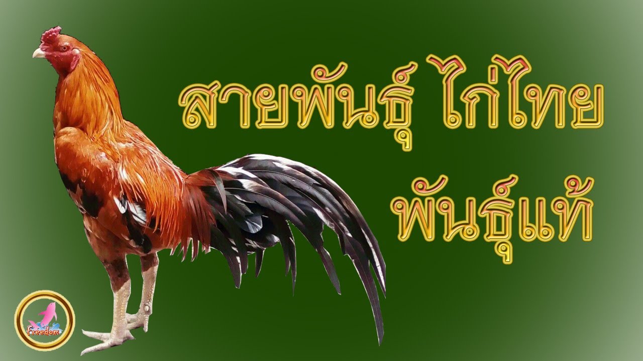สายพันธุ์ไก่ชน  Update 2022  ลักษณะความเป็นมาของสายพันธุ์ไก่ไทยแบ่งตาม สีขน !!!