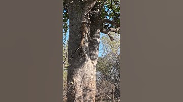 Leopard Climbs a Large Tree To Steal a Prey
