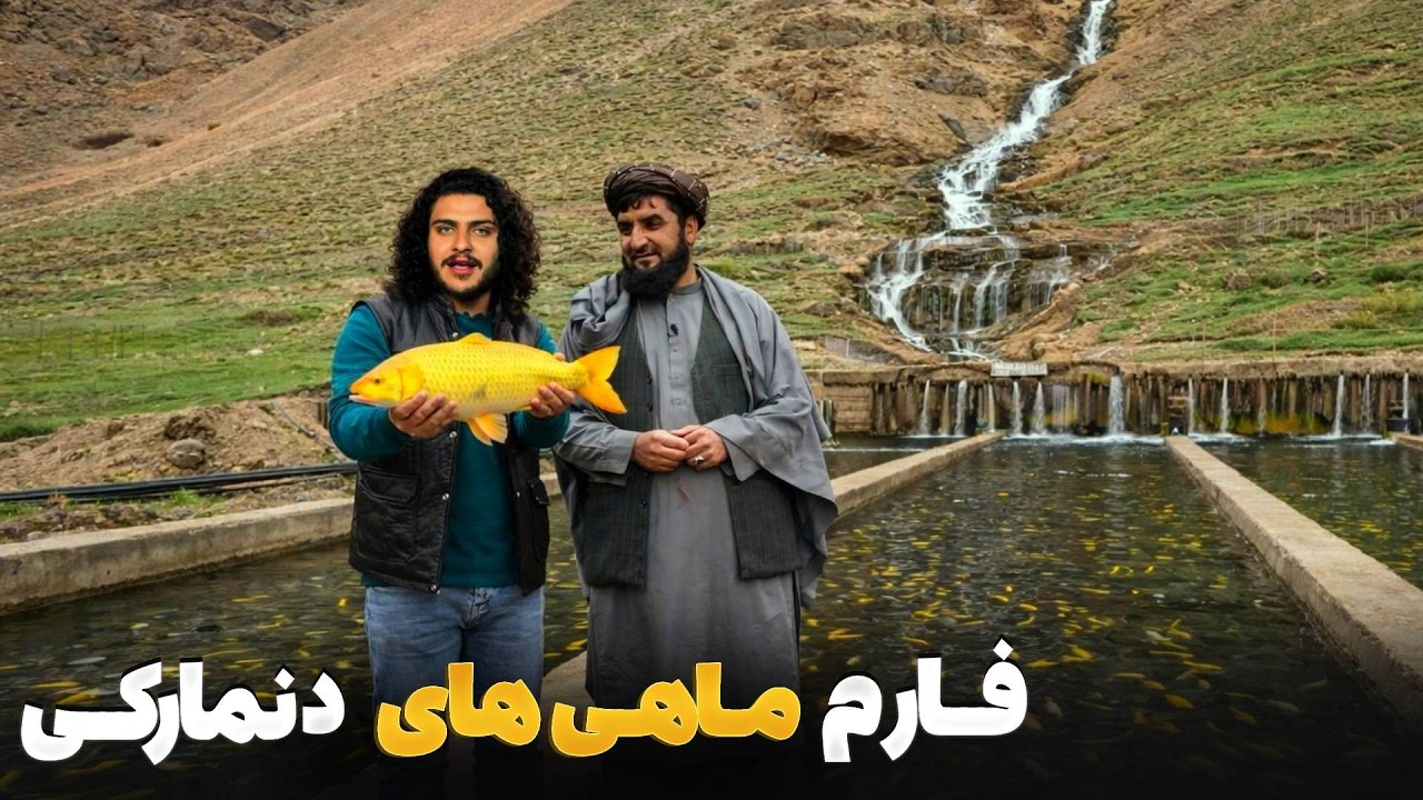 هی میدان طی میدان - دیدار باسط ایرج از فارم ماهی های دنمارکی در ولایت فاریاب