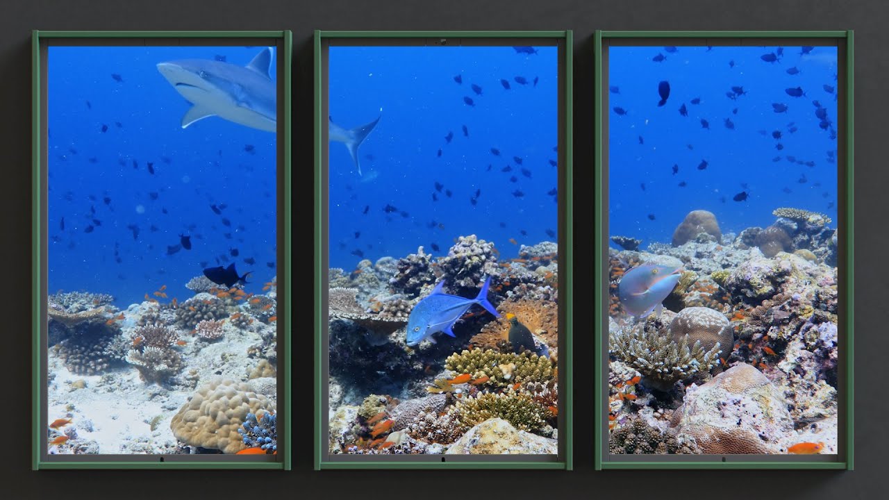 Underwater In Rangali Maldives Atmoph Window 2 Full Length Panorama Video Youtube