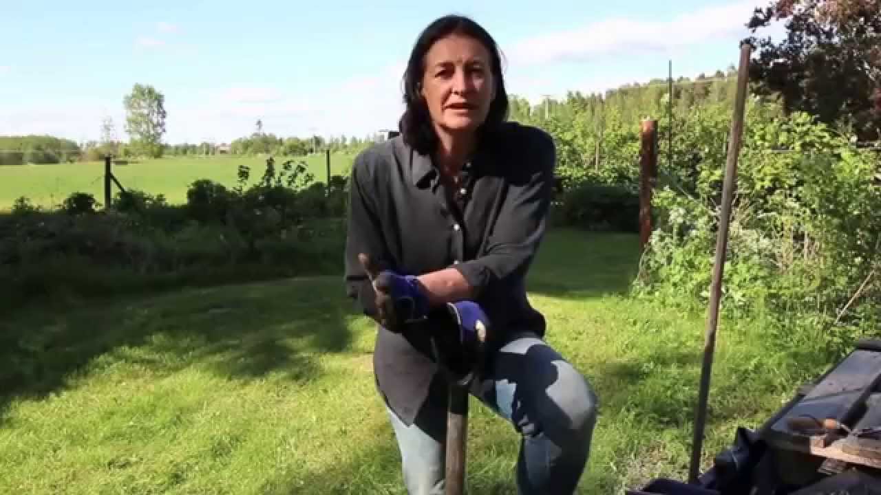 Bokashi i trädgården