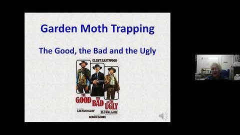 Garden Moth Trapping