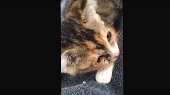 猫のくしゃみ等