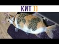 КИТ))) (мав?) Приколы с котами | Мемозг 744