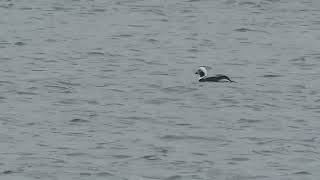 Longtailed Duck, Hilfield Res, Herts, 3rd May 2023