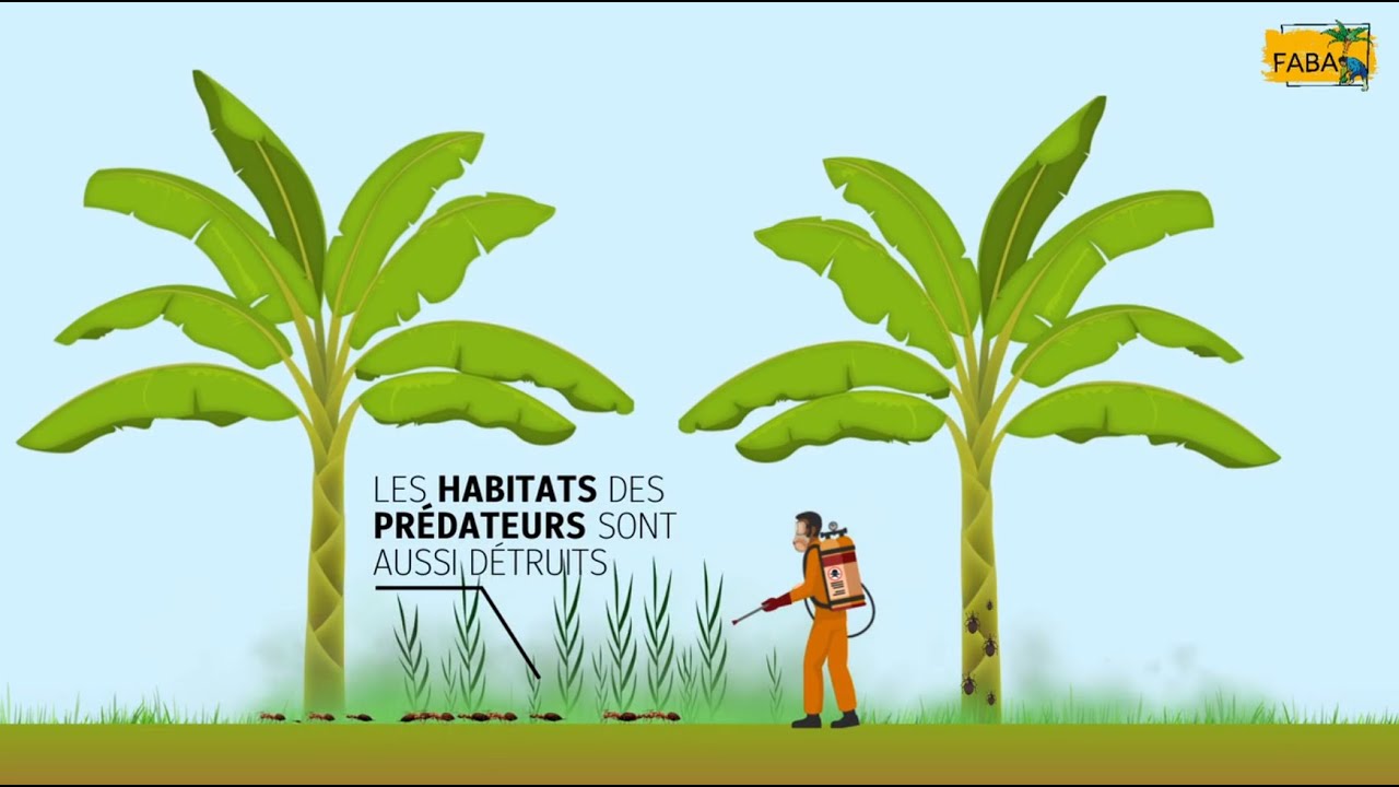 FABA - Produire plus de bananes plantain sans pesticide