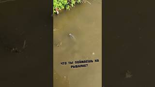 #2023 #рыбалка #fishing #carpfishing #carp #shortvideo #shorts #shortsvideo