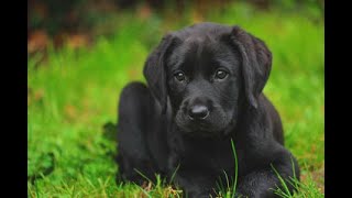 Labrador Compilation - Cute and Funny #16