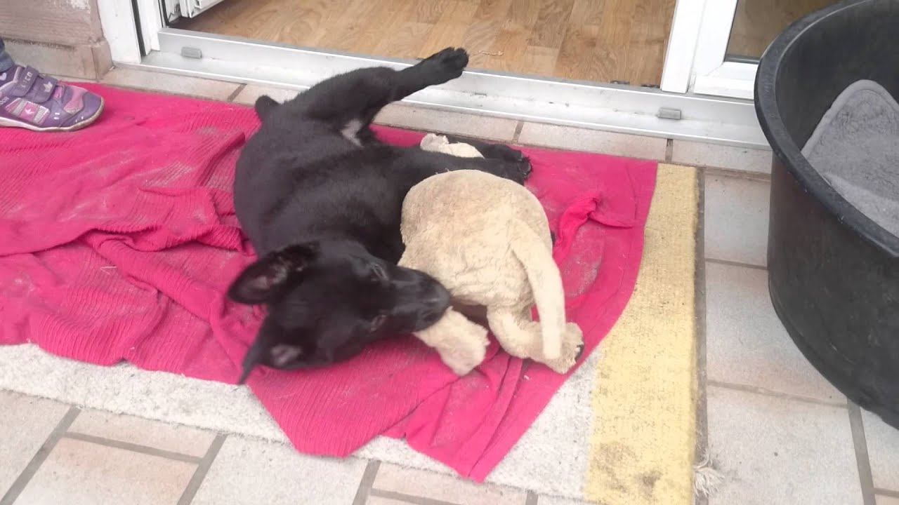 Hund gegen Bär YouTube