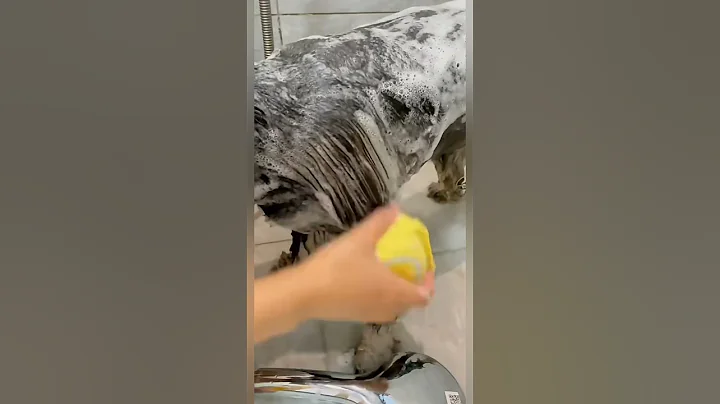 Video 5021721: cat bathing pets, pet bath brush, cat bathing shampoo, best cat bath, cat dog pets, bath massage, pet shower
