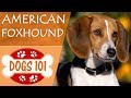 Dogs 101 - AMERICAN FOXHOUND - Top Dog Facts About the AMERICAN FOXHOUND