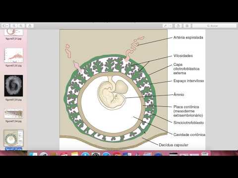 Vídeo: Por que o elenco decidual acontece?