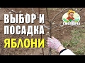 Как посадить яблоню / Правильная посадка саженца весной