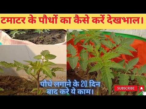 वीडियो: तल्लादेगा पौधे की देखभाल – जानें कि तल्लादेगा टमाटर कैसे उगाएं