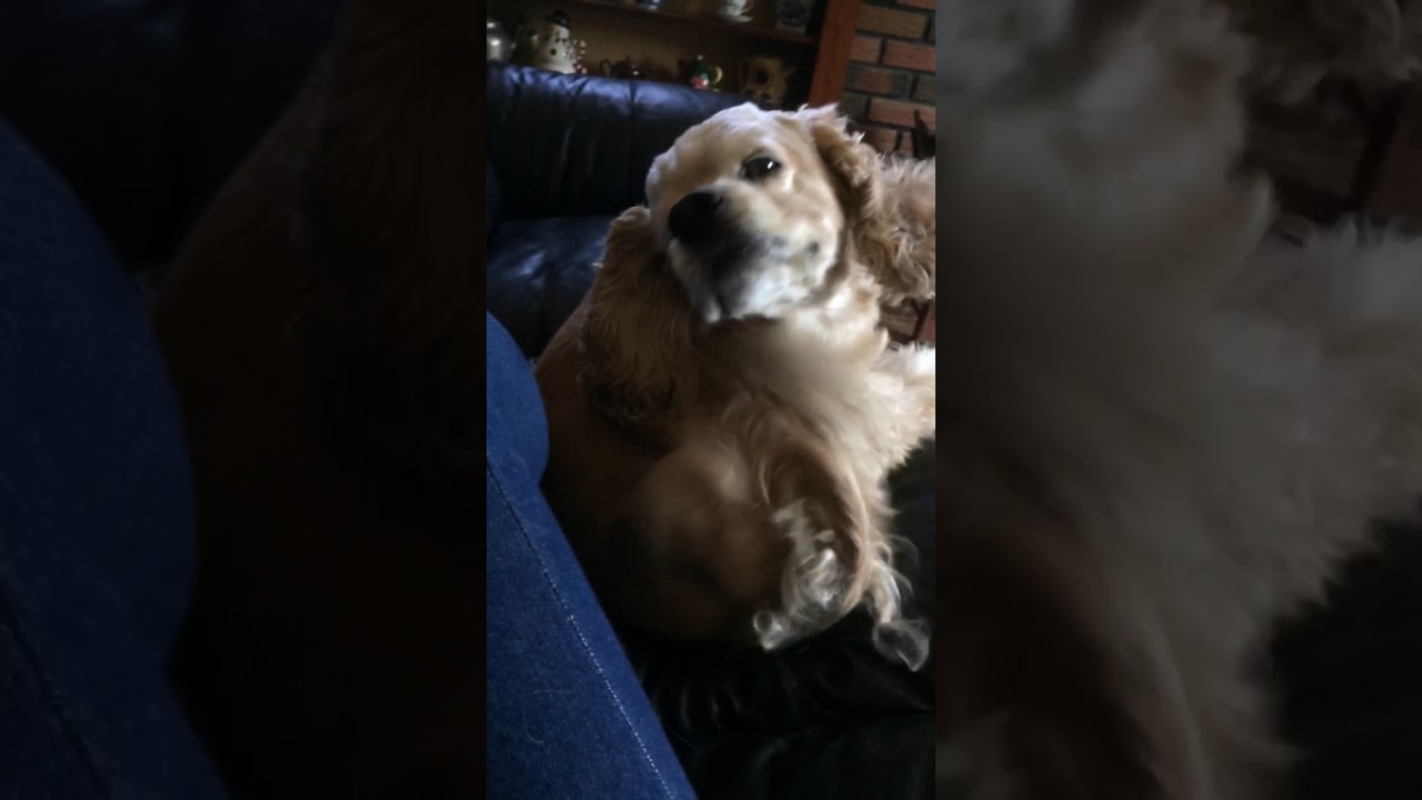 犬がひたすら耳を掻く動画 Youtube