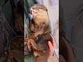 🥰🥰🥰 #カワウソ #cuteanimals #癒し