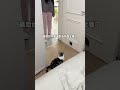 闺蜜来家里住,但小猫不同意! #萌宠 #猫咪日常